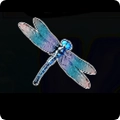 Big Bass Bonanza dragonfly-symbol